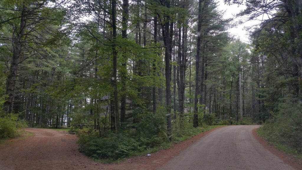 A branching forest path symbolizing consequential choices and the paths available to player characters.